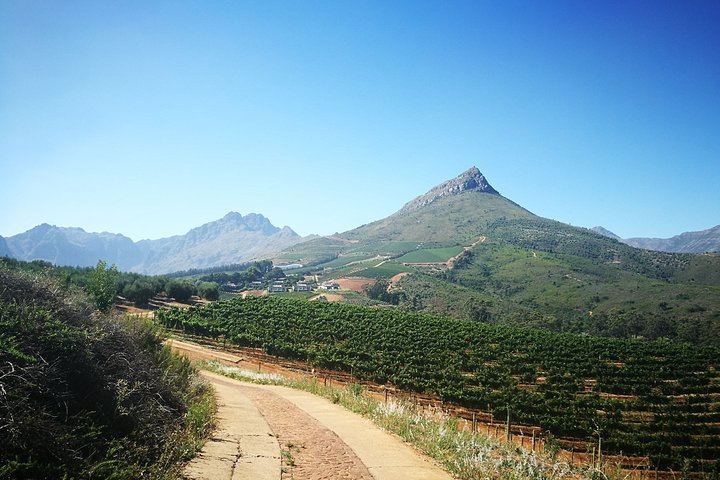 Stellenbosch Guided Vineyard Walk from Zorgvliet to Tokara, Two Tastings and Lunch (4/7)