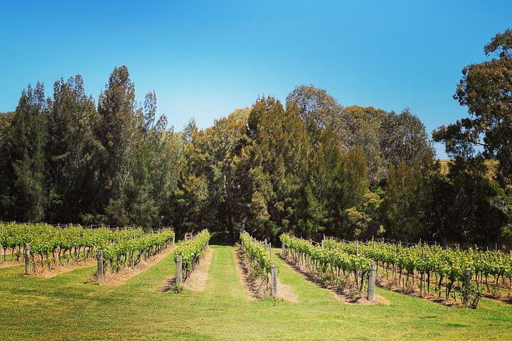 Boutique Seated Wine Tasting at McCaffrey's Estate, Pokolbin, Small Family Producer (11/12)