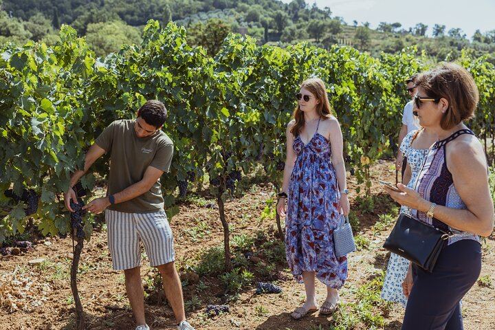 Montalcino Brunello Day Trip: Two Boutique Cellars and Pairing Lunch, Max 8 Guests (7/12)