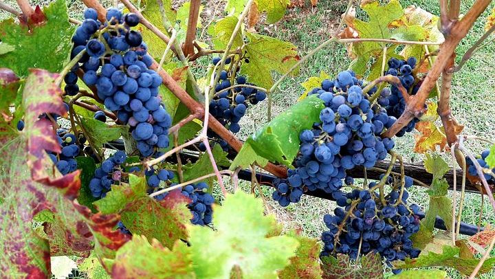 Private Chianti and San Gimignano Day Trip by Minivan with Farm Lunch and Wine Tasting (3/12)