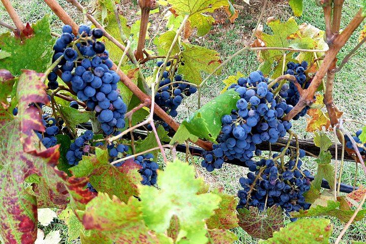 Private Chianti and San Gimignano Day Trip by Minivan with Farm Lunch and Wine Tasting (3/12)