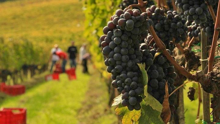 Brunello and Vino Nobile Tour: Montalcino, Montepulciano and Pienza Pecorino (1/12)