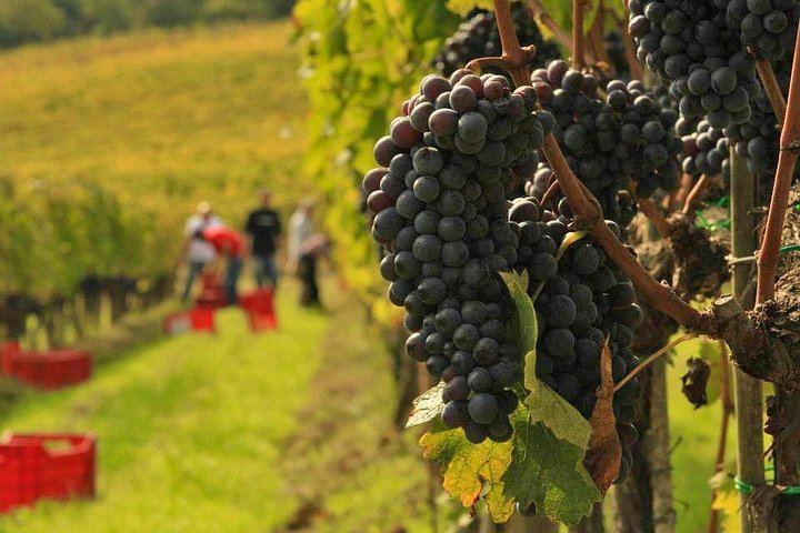 Brunello and Vino Nobile Tour: Montalcino, Montepulciano and Pienza Pecorino (1/12)