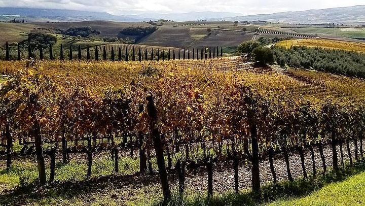 Private Brunello Wine Tour in Val d'Orcia from Pienza with a Local Driver Guide (4/7)