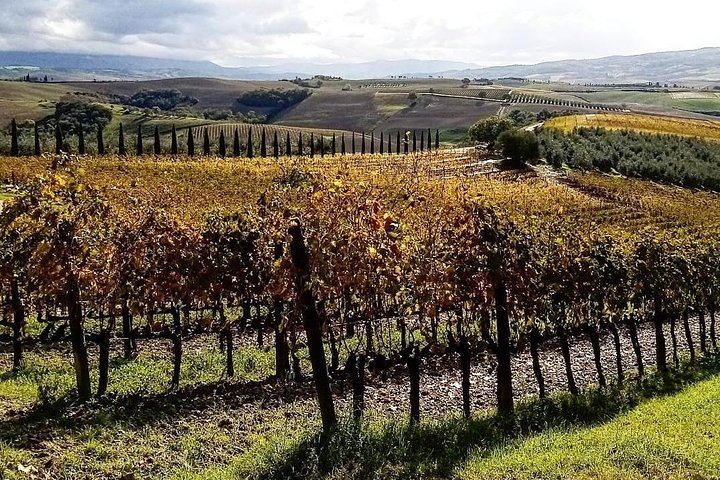 Private Brunello Wine Tour in Val d'Orcia from Pienza with a Local Driver Guide (4/7)