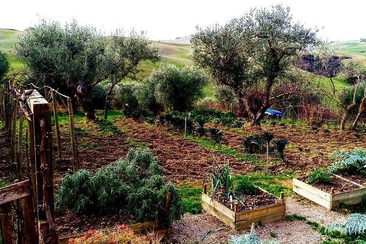 Private Brunello Wine Tour in Val d'Orcia from Pienza with a Local Driver Guide (6/7)