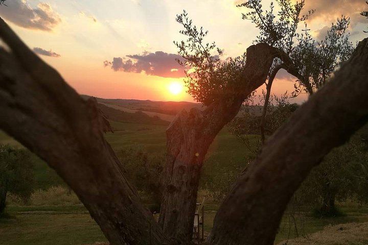 Private Brunello Wine Tour in Val d'Orcia from Pienza with a Local Driver Guide (2/7)