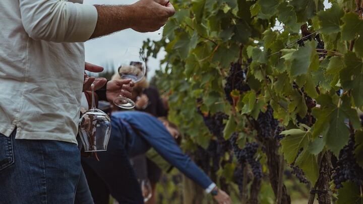 Montalcino Brunello Day Trip: Two Boutique Cellars and Pairing Lunch, Max 8 Guests (2/12)