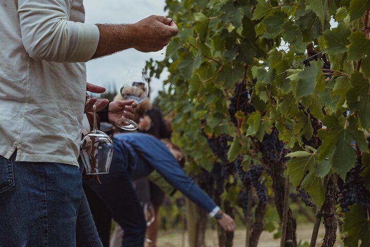 Montalcino Brunello Day Trip: Two Boutique Cellars and Pairing Lunch, Max 8 Guests (2/12)