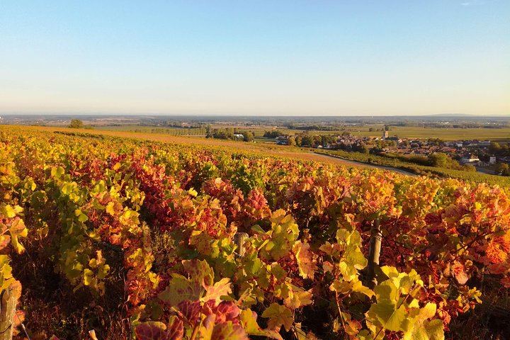 Burgundy Grand Crus Route Tour from Beaune: 14 Wine Tastings, Vougeot and Romanée-Conti (8/11)