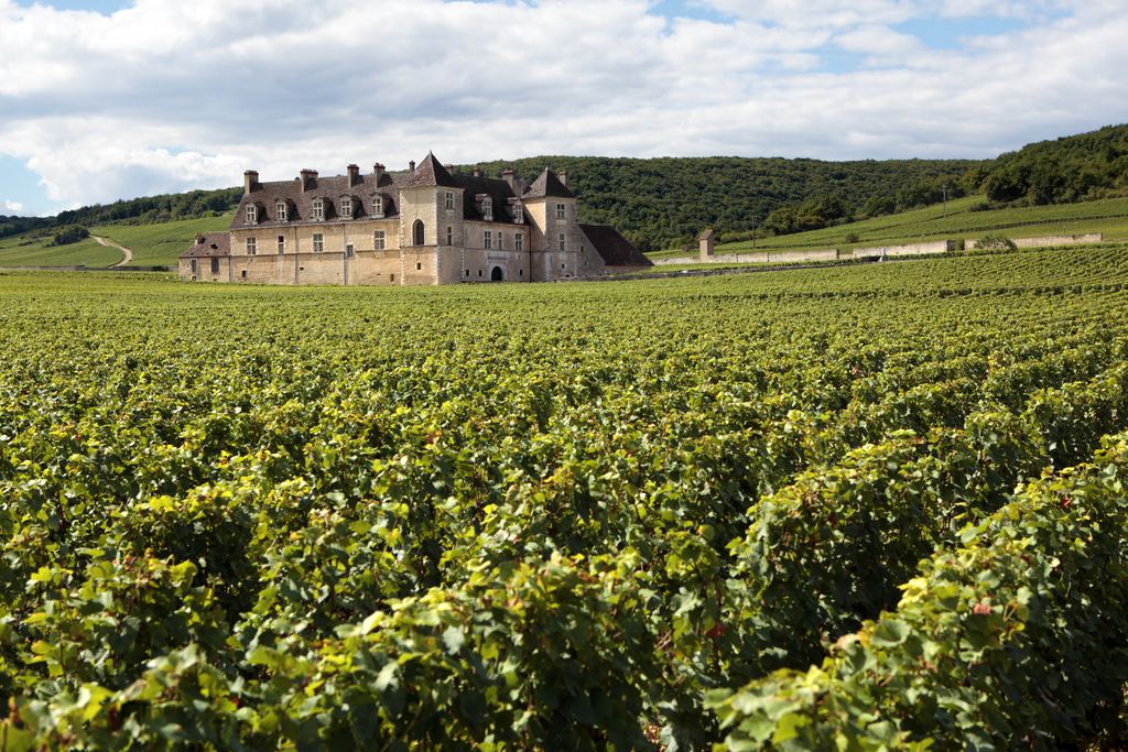 Green grapevines stretching toward a historic stone chateau on the Burgundy slopes of the Côte d'Or