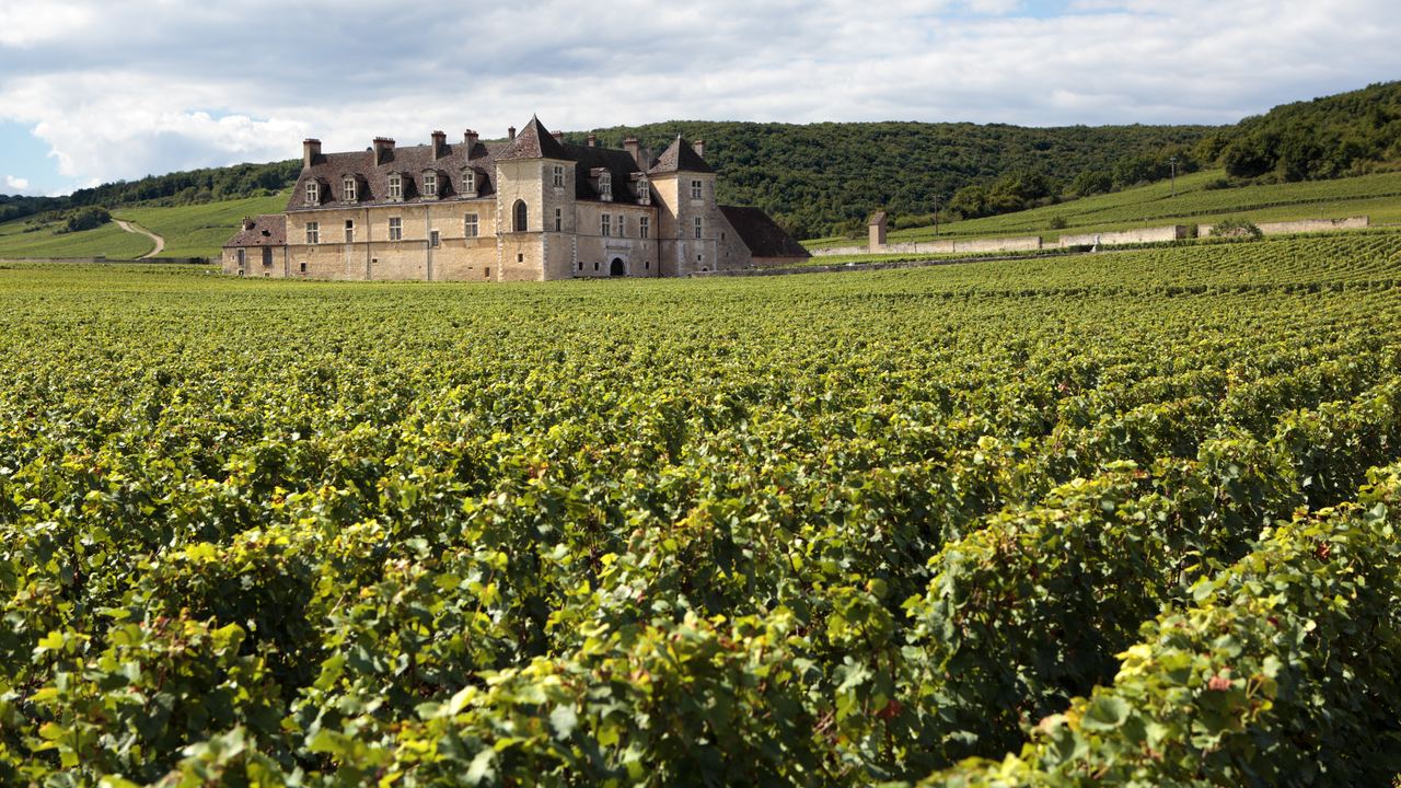 Green grapevines stretching toward a historic stone chateau on the Burgundy wine slopes of the Cote d'Or, France