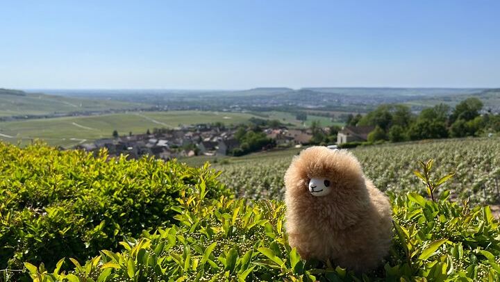 Private Day Trip from Paris: Chablis and Pommard Wine & Cheese Tastings, 15 Glasses (4/5)