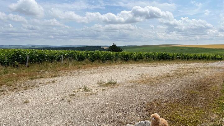 Private Day Trip from Paris: Chablis and Pommard Wine & Cheese Tastings, 15 Glasses (3/5)