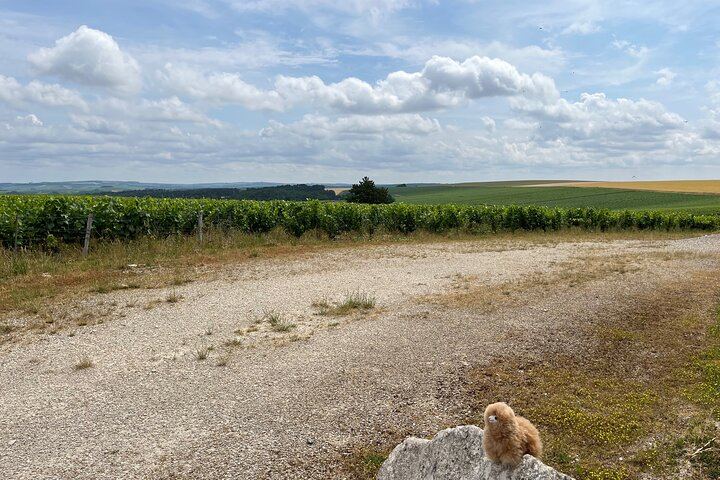 Private Day Trip from Paris: Chablis and Pommard Wine & Cheese Tastings, 15 Glasses (3/5)