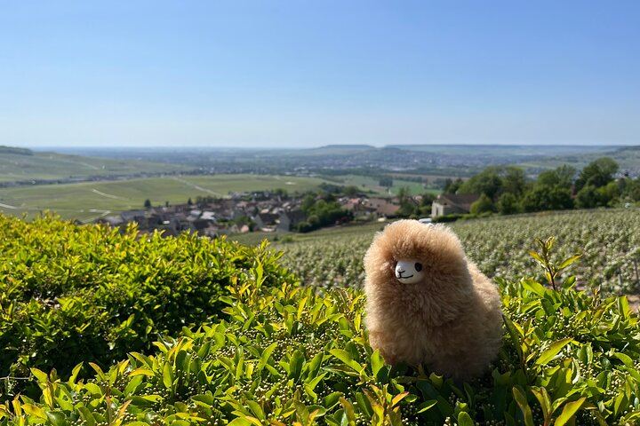 Private Day Trip from Paris: Chablis and Pommard Wine & Cheese Tastings, 15 Glasses (4/5)