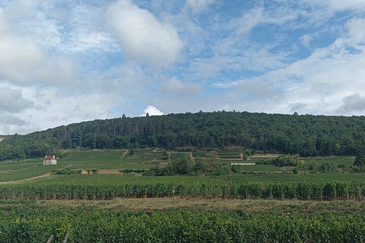 Private Burgundy Wine Day with Professional Guide: Dijon, Beaune and Cellar Tastings (11/12)