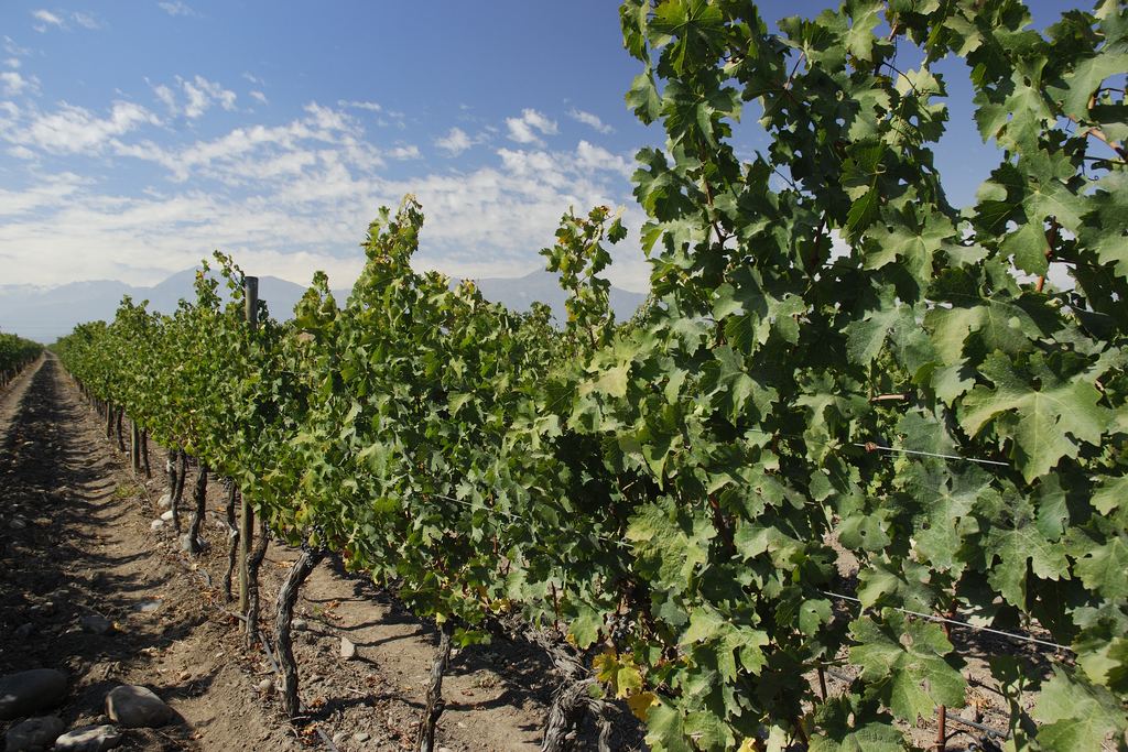Cabernet Sauvignon vines at a Concha y Toro vineyard in the Maipo Valley, Chile