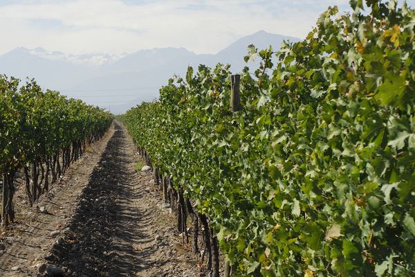 Maipo Valley Wine Tours