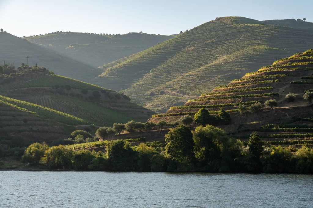 Terraced slopes reflected in the calm Douro river in the Douro Valley