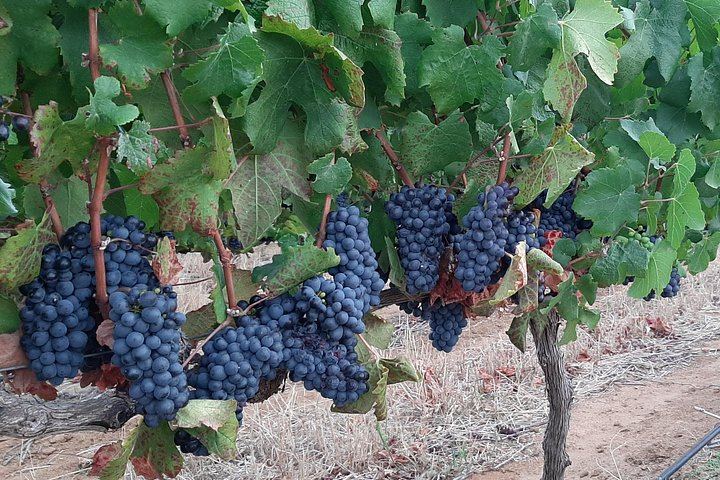 Stellenbosch and Franschhoek Wine Day Trip with Cheese, Lunch and Chocolate Pairings (6/10)