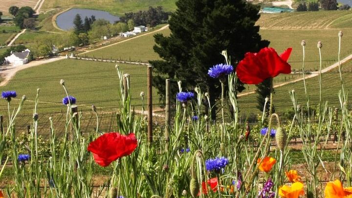 Private Cape Winelands Tour: Five Chosen Wineries from DeMorgenzon to Delaire Graff (3/8)
