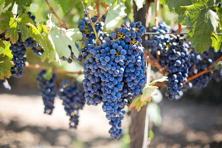 Private Cape Winelands Day from Cape Town: DeMorgenzon, Marianne, Fairview, Delaire Graff (11/12)