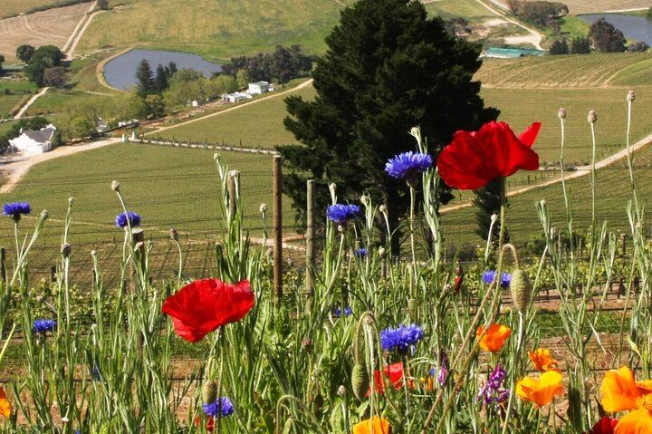 Private Cape Winelands Tour: Five Chosen Wineries from DeMorgenzon to Delaire Graff (3/8)