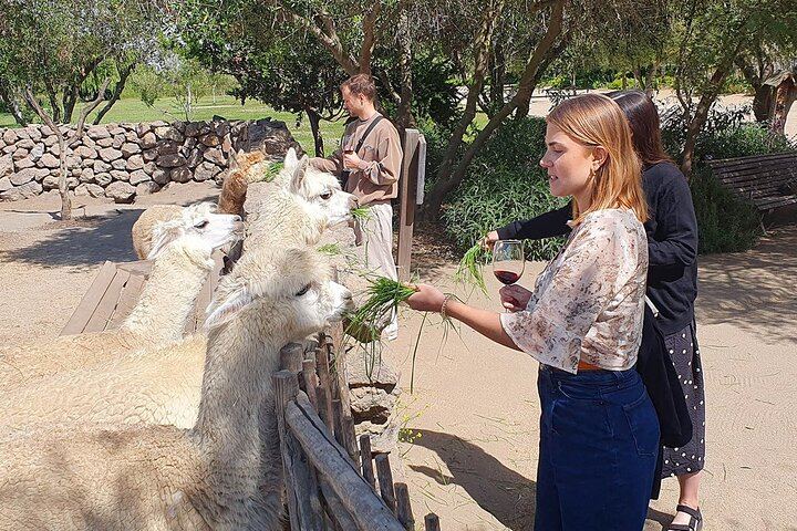 Casablanca Four-Vineyard Day Trip: Emiliana, Viñamar, Bodegas RE and Tanino Lunch Stop (12/12)