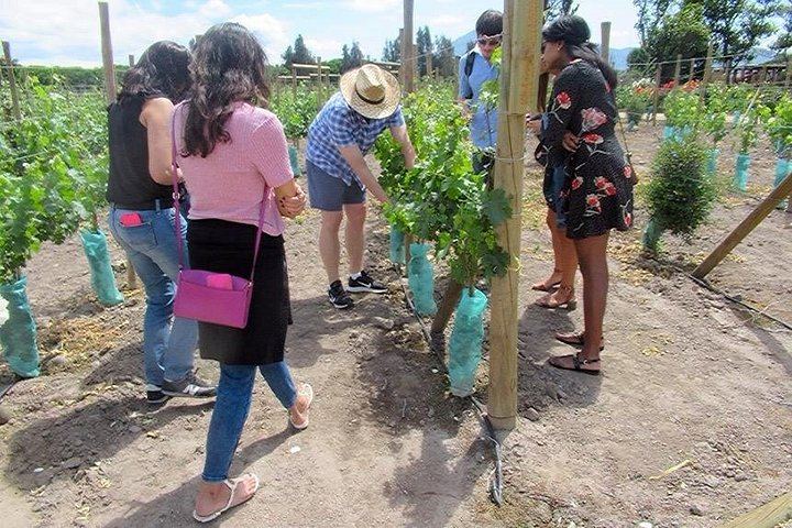 Little Wine Bus Day Trip to Isla de Maipo: Brunch, Wineries and River Lunch (12/12)