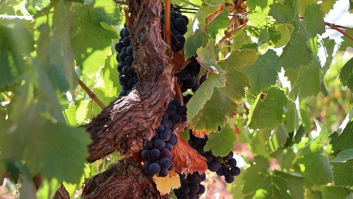 Private Setúbal Wine Day from Lisbon: Three Family Cellars or Two Plus a Village Lunch (4/12)