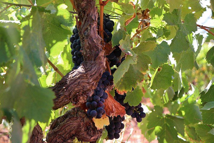 Private Setúbal Wine Day from Lisbon: Three Family Cellars or Two Plus a Village Lunch (4/12)