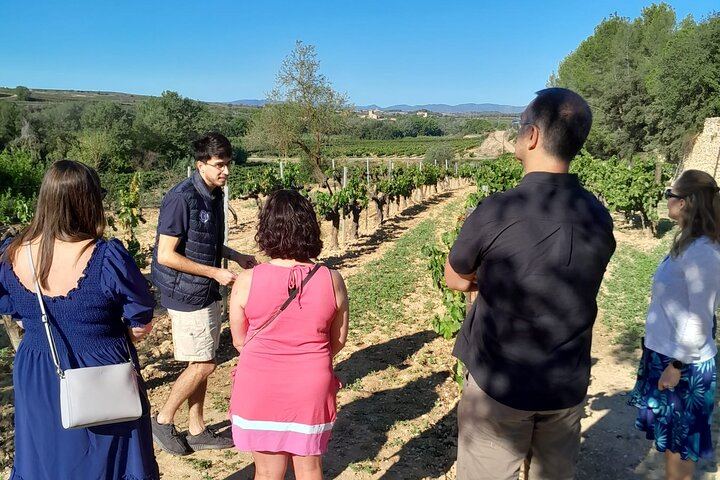 Full-Day Cava Tour to Three Family Wineries: Artcava, a Garden Lunch and Vins el Cep (2/12)