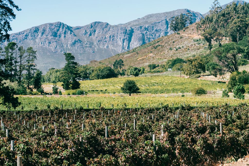 Rows of vines in the Franschhoek valley, Western Cape, South Africa, with rugged mountains rising behind the vineyards under a clear sky