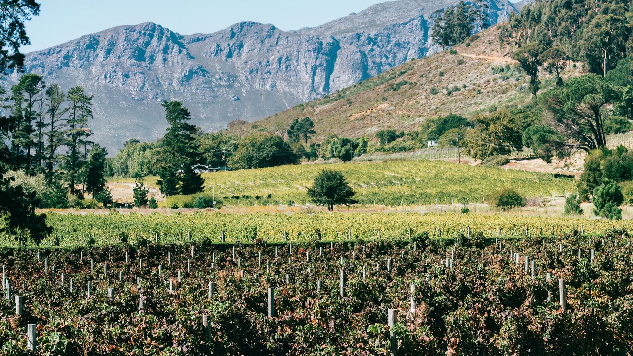 Rows of vines in the Franschhoek valley, Western Cape, South Africa, with rugged mountains rising behind the vineyards under a clear sky