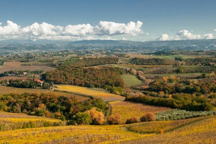 Cesani Winery Tasting in Pancole: Five Wines, Olive Oil and Pecorino (6/12)