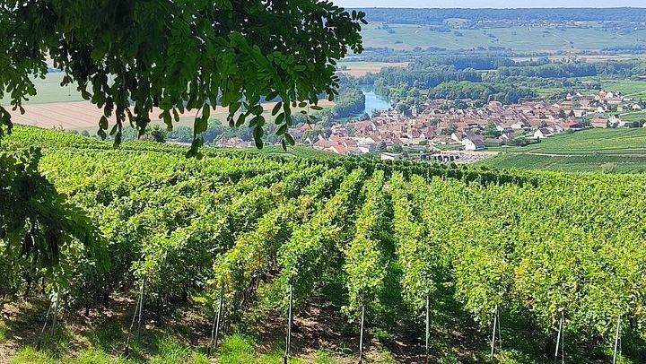 Champagne Day Trip from Reims: City Sightseeing, Three Family Growers, Nine Tastings (1/10)