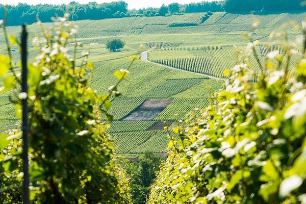 Champagne Day Trip from Paris: Reims, Hautvillers and Two Wineries, 6 Tastings