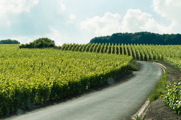 Champagne Day Trip from Paris: Reims, Hautvillers and Two Wineries, 6 Tastings (7/11)