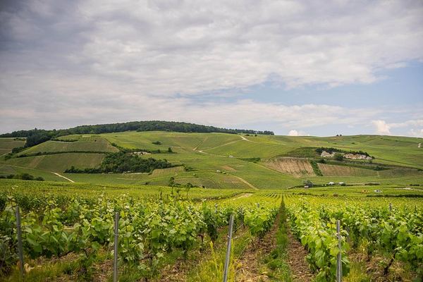 Vintage Estafette Van Champagne Tour from Épernay: Oger Grand Cru Cellar, 3 Hours