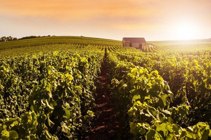 Private Moët & Chandon and Family Estate Champagne Tour from Reims or Épernay (7/8)