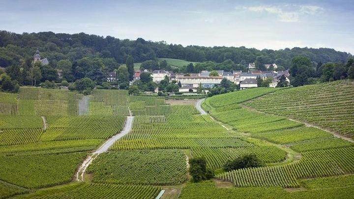 Private Champagne Day Trip from Paris, Licensed Guide: Two Houses and a Small Producer (2/12)