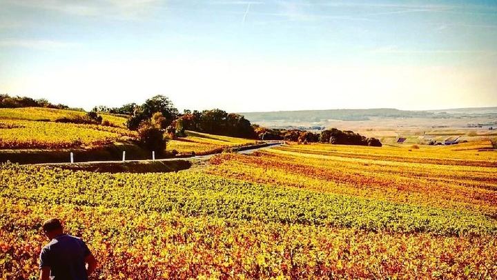 Private Moët & Chandon and Family Estate Champagne Tour from Reims or Épernay (4/8)
