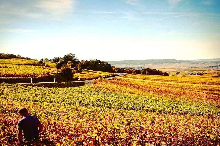 Private Moët & Chandon and Family Estate Champagne Tour from Reims or Épernay (4/8)