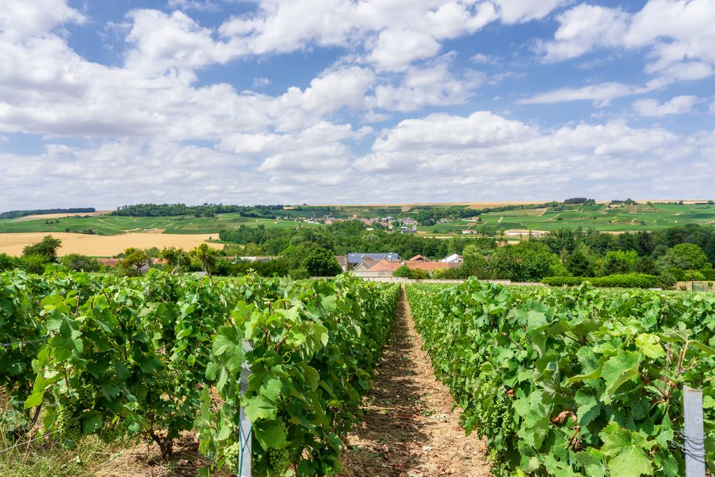 Rows of grapevines with young green grapes in Champagne, a village and fields in the distance under a partly cloudy sky