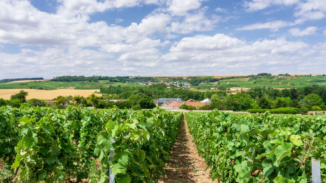 Rows of grapevines in a Champagne vineyard on the Montagne de Reims, with a village and fields under a cloudy summer sky