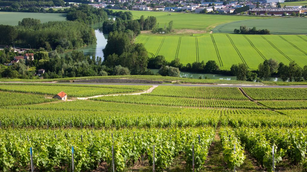 Rows of green vines with a small red-roofed vineyard hut, a bend of the river and a town in the distance in Champagne