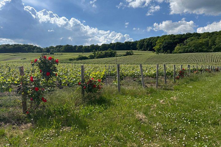 Small-Group Champagne Tour from Paris, Sommelier Guide: Place d'Italie Pickup, 2 Wineries (7/12)