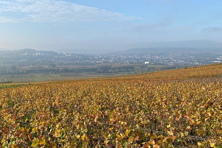 Small-Group Champagne Tour from Paris, Sommelier Guide: Place d'Italie Pickup, 2 Wineries (9/12)