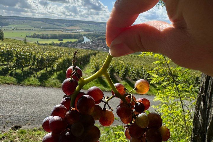 Small-Group Champagne Tour from Paris, Sommelier Guide: Place d'Italie Pickup, 2 Wineries (12/12)